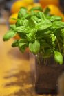 Fresh basil in pot — Stock Photo
