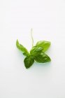 Feuilles de basilic vert frais — Photo de stock
