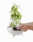 Mani Lavare gli spinaci nel sedano — Foto stock