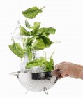 Hands Washing spinach in colander — Stock Photo