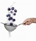 Hand Washing plums in colander — Stock Photo