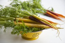 Желтая и антониновая морковь — стоковое фото