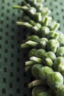 Green  Brussels sprouts — Stock Photo
