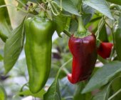 Paprika wächst auf Pflanzen — Stockfoto