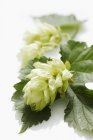 Closeup view of hops umbels and leaves on a white surface — Stock Photo