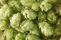 Green fresh hops umbels in a heap — Stock Photo