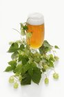 Glass of beer and a hops — Stock Photo