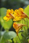Vista close-up de flores coloridas Nasturtium e insetos — Fotografia de Stock