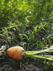 Zanahoria madura en parche de verduras - foto de stock