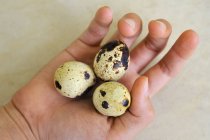 Рука держит перепелиные яйца — стоковое фото