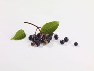 Frische Holunderbeeren mit Blättern — Stockfoto