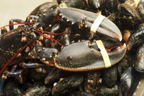 Fresh lobster on mussels — Stock Photo