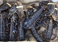 Closeup view of Irish lobsters with rubbers on claws — Stock Photo