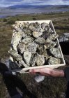 Vue diurne élevée des mains tenant la caisse d'huîtres irlandaises fraîches — Photo de stock