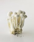 Купа біла бук гриби — стокове фото