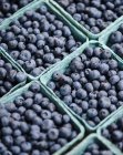 Blueberries in carton boxes — Stock Photo