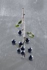 Closeup view of sloe berries on twig — Stock Photo