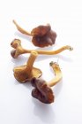 Finferli imbuto freschi — Foto stock