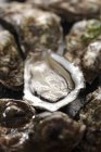 Frische rohe Austern — Stockfoto