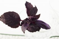 Свежий фиолетовый базилик — стоковое фото