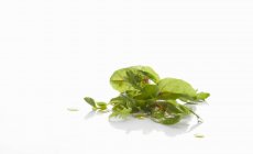 Fresh lettuce leaves — Stock Photo