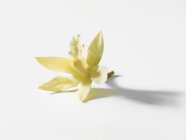 Vista de cerca de la flor de vainilla en una superficie blanca - foto de stock