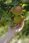 Mão feminina levando maçãs da árvore — Fotografia de Stock