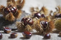 Closeup view of edible chestnuts with thorny shells — Stock Photo