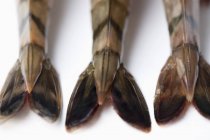 Vista close-up de três caudas de camarão — Fotografia de Stock