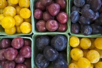 Yellow and red plums — Stock Photo