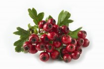 Fresh Hawthorn berries with leaves — Stock Photo