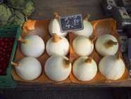 Swiss Giant Onions — Stock Photo