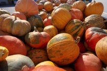 Zucche arancioni giganti — Foto stock