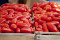 Beaucoup de tomates rouges — Photo de stock