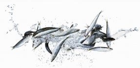 Raw Sardines with water splashfish — Stock Photo