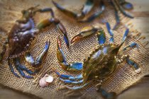Vue rapprochée des crabes avec coquilles sur l'ensachage — Photo de stock
