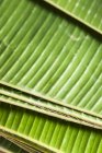 Свежевырезанные банановые листья — стоковое фото