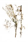 Vista superior de mosto com flores no fundo branco — Fotografia de Stock