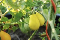 Желтые грушевые помидоры — стоковое фото