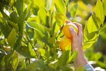 Male hand picking fresh lemons — Stock Photo