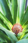 Baby-Ananaspflanze — Stockfoto