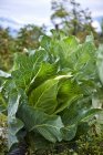 Spring cabbage growing in field — Stock Photo