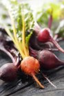 Fresh picked Red and Golden Beets — Stock Photo
