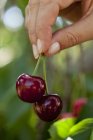 Feamle hand holding cherries — Stock Photo