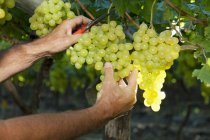 Man picking Grapes from plant — Stock Photo