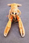 Closeup front view of one Norway lobster on black surface — Stock Photo