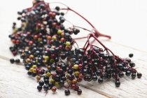 Fresh branch of Elderberries — Stock Photo
