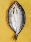 Fresh raw herrings — Stock Photo
