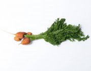 Дитяча морква зі стеблами — стокове фото