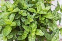 Fresh mint plants — Stock Photo